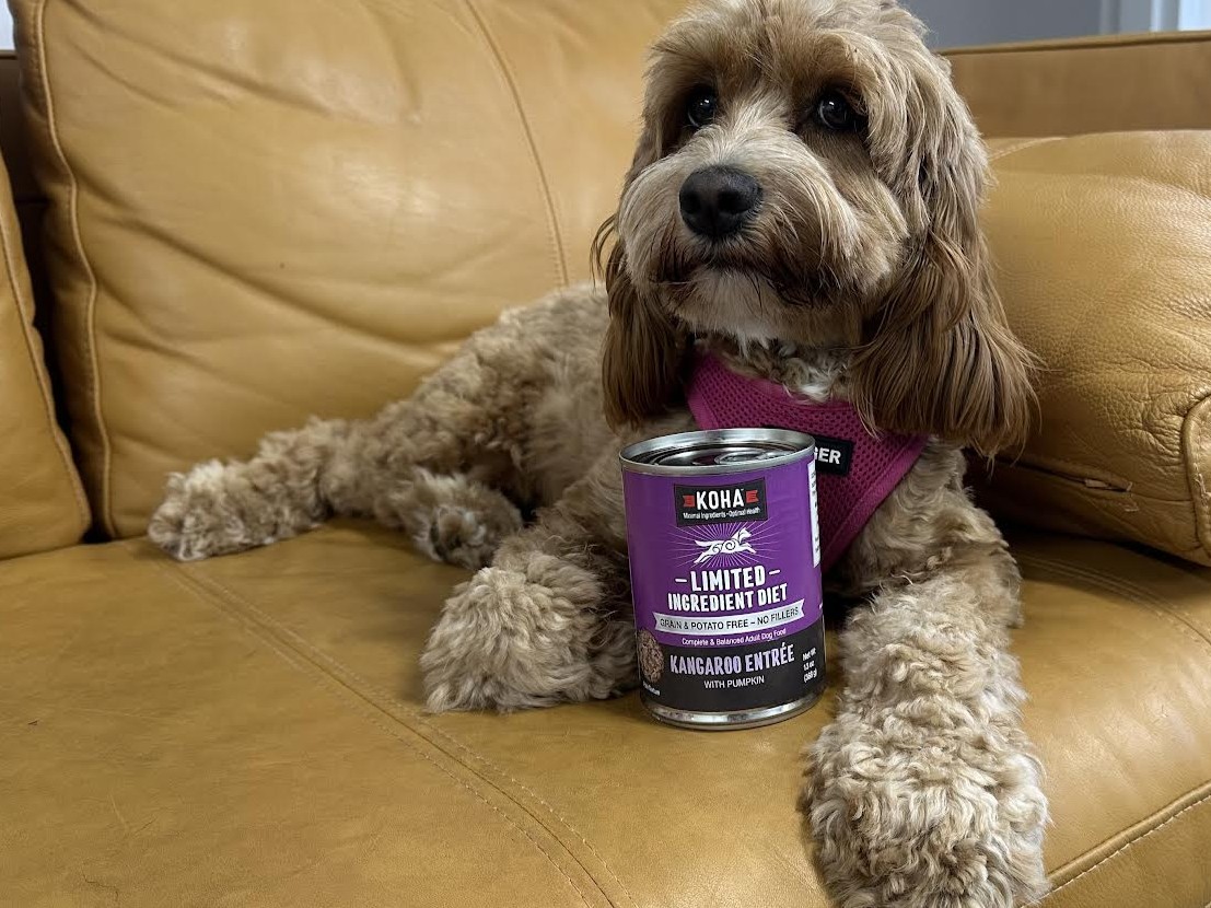 KOHA Dog LID Kangaroo 2