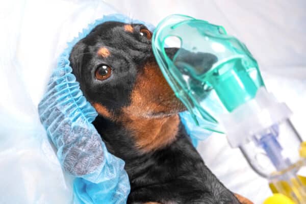 Close up mask with anesthesia putting on black and tan dachshund wearing surgical cap, before surgery or medical procedure
