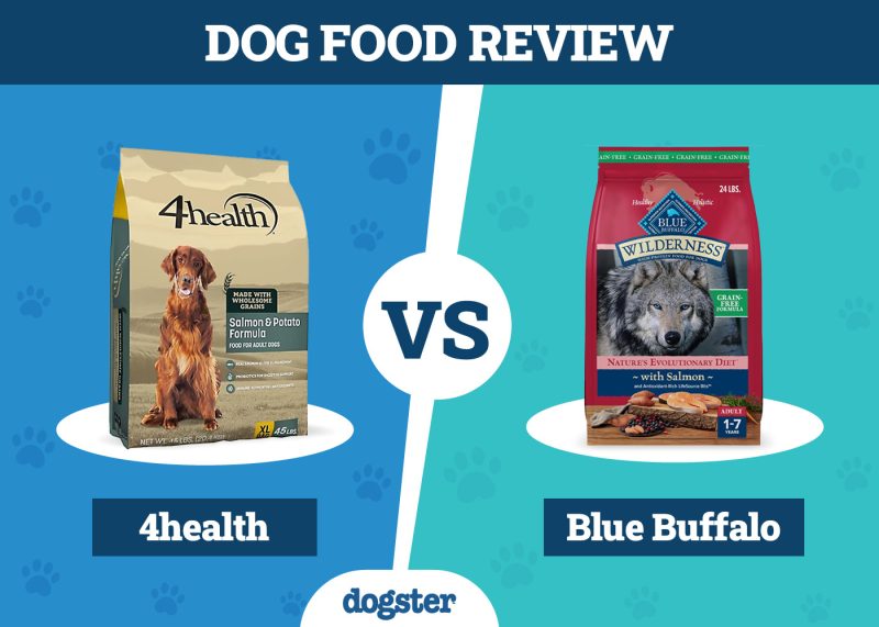 Dogster_Dog Food 4health vs Blue Buffalo