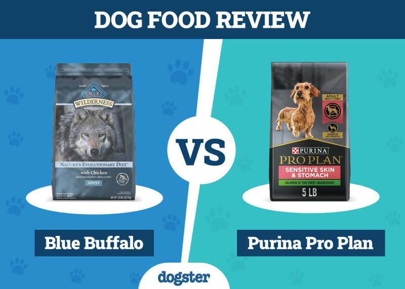 Dogster_Dogster_Dog Food Blue Buffalo VS Purina Pro PlanDog Food Blue Buffalo VS Purina Pro Plan