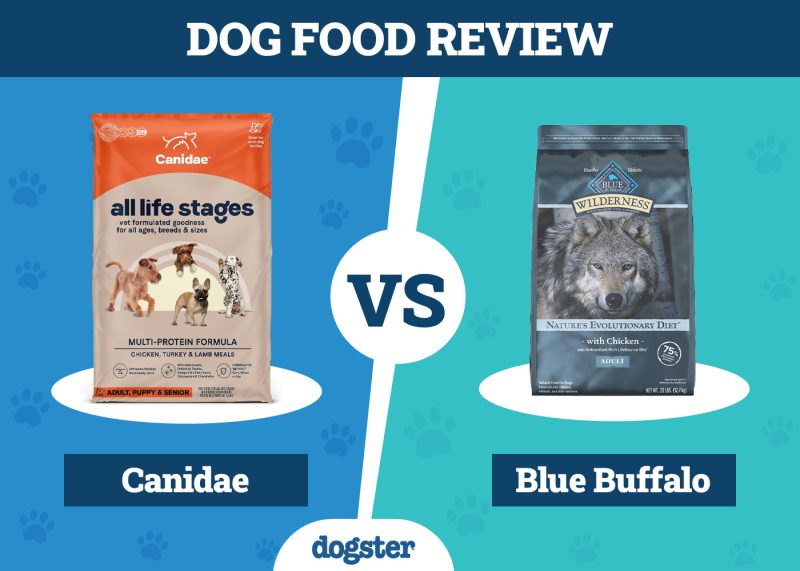 Dogster_Dog Food Canidae VS Blue Buffalo