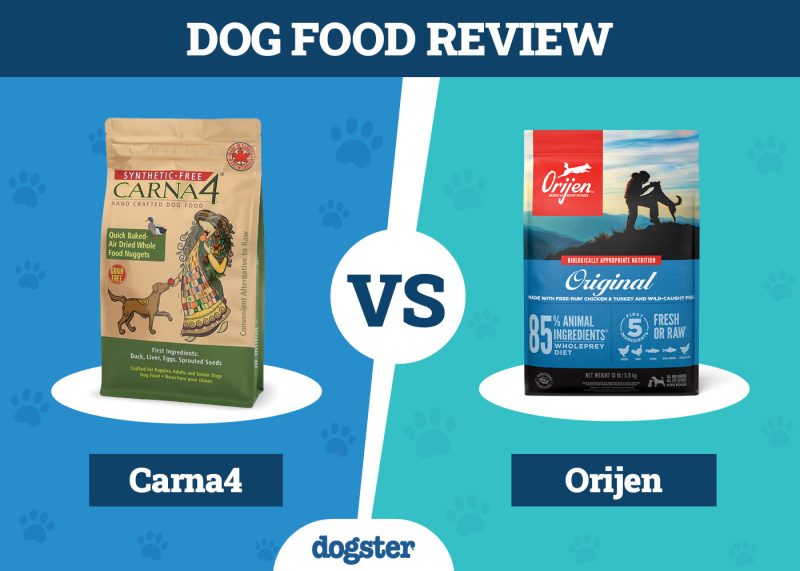 Dogster_Dog Food Carna4 VS Orijen