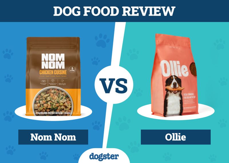 Dogster_Dog Food Nom Nom VS Ollie