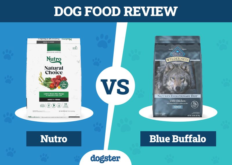 Dogster_Dog Food Nutro VS Blue Buffalo