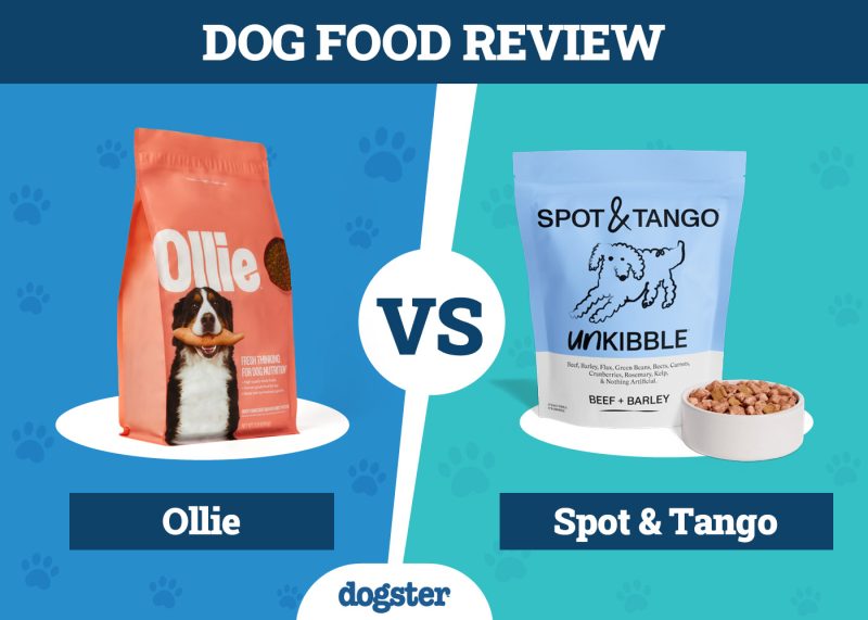 Dogster_Dog Food Ollie VS Spot & Tango
