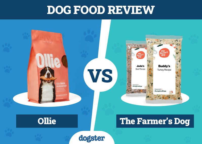 Dogster_Dog Food Ollie VS The Farmer_s Dog