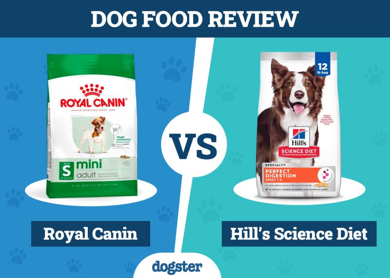 Dogster_Dog Food Royal Canin vs Hill’s Science Diet