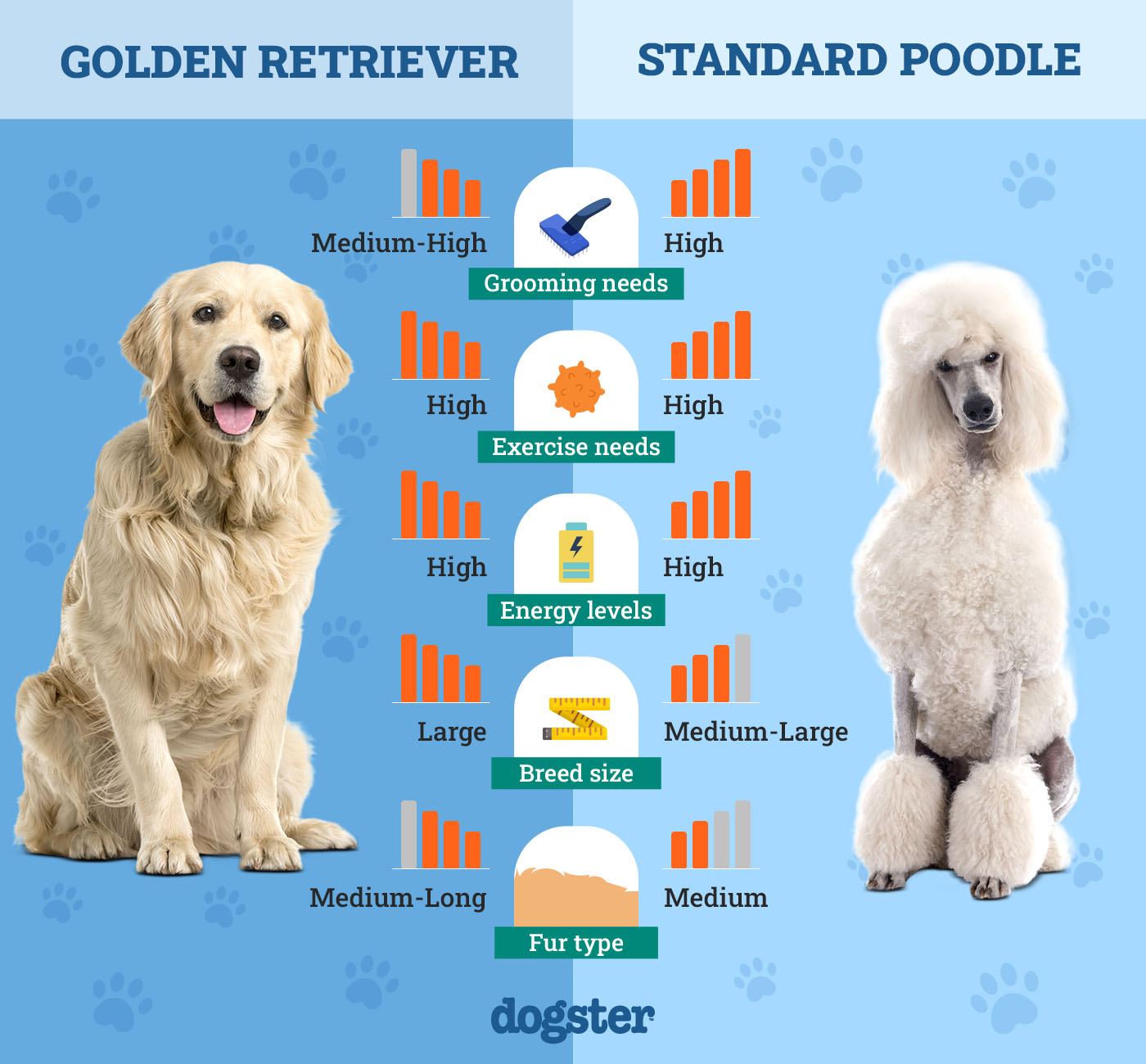 Dogster_Side by Side Comparison_ Golden Retriever vs Standard Poodle