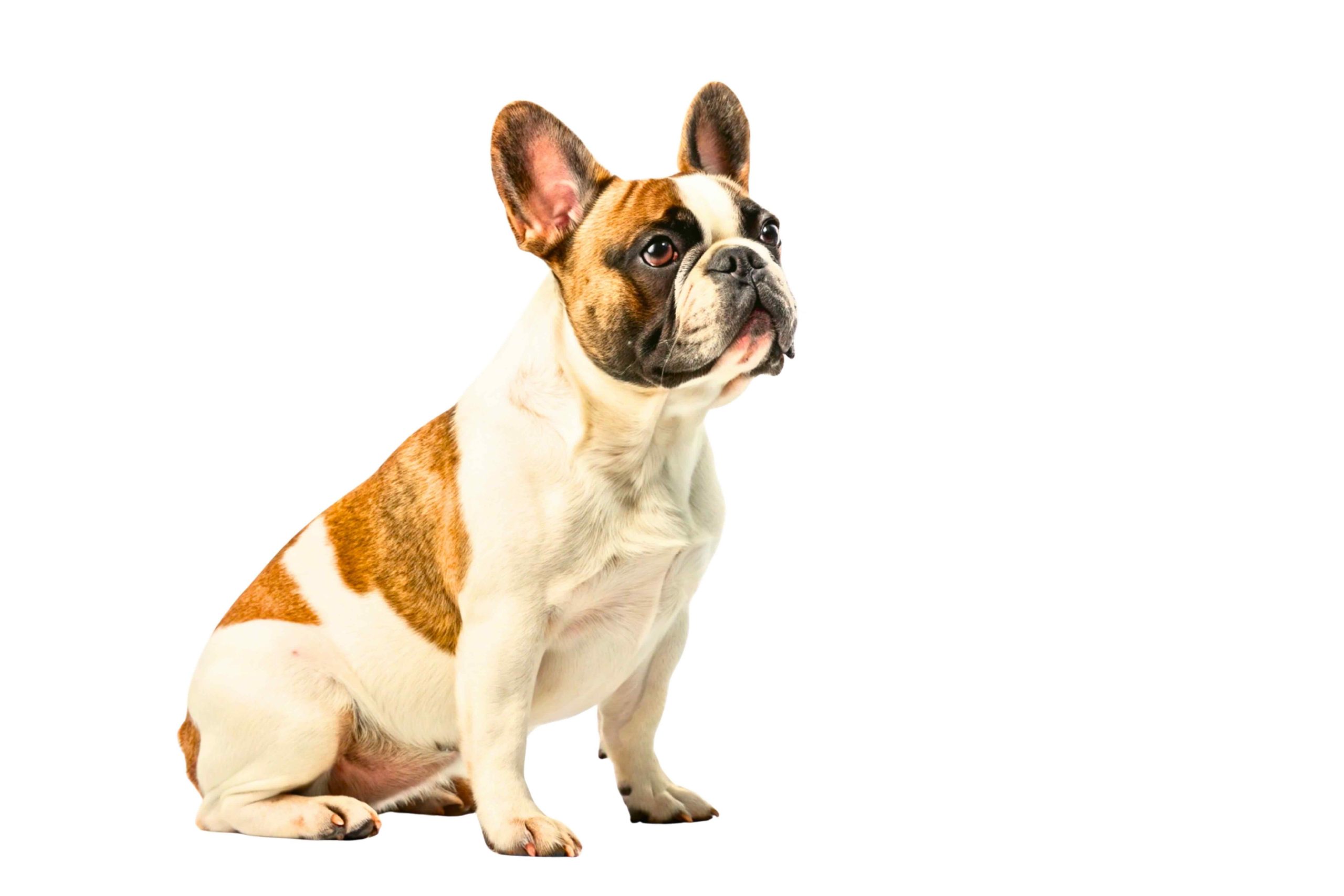 Fawn and White French Bulldog Sitting isolated on white background