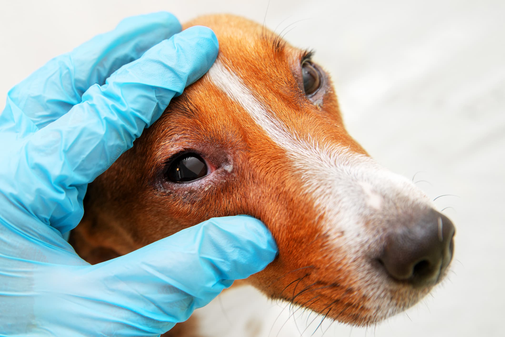 Veterinarian check on the eyes of a dog dachshund. conjunctivitis eyes of dog. Medical and Health care of pet concept.