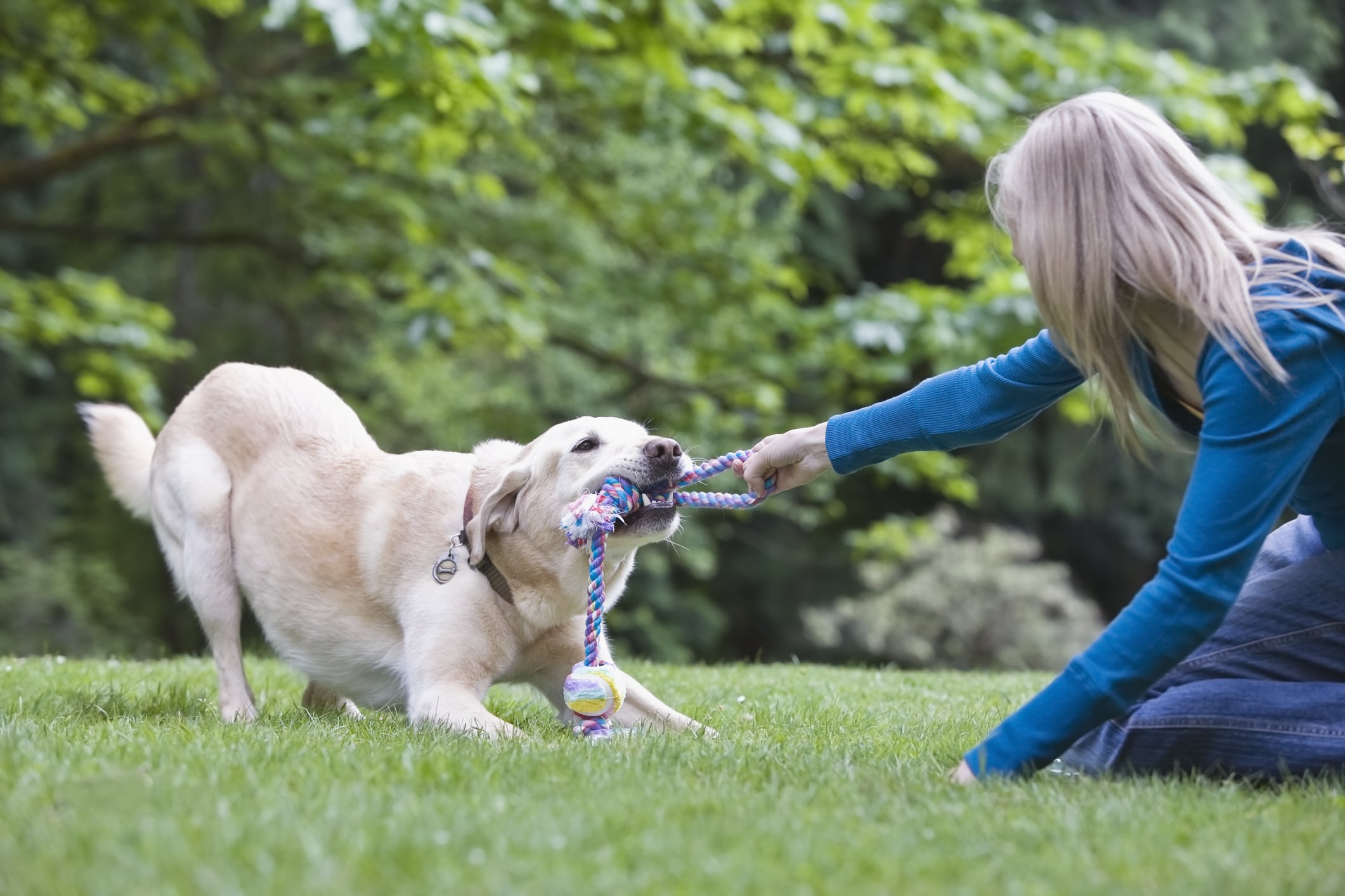 Girl playing tug-of-war with dog