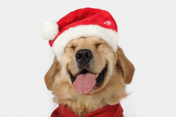 Golden retriever smiling Santa hat red scarf