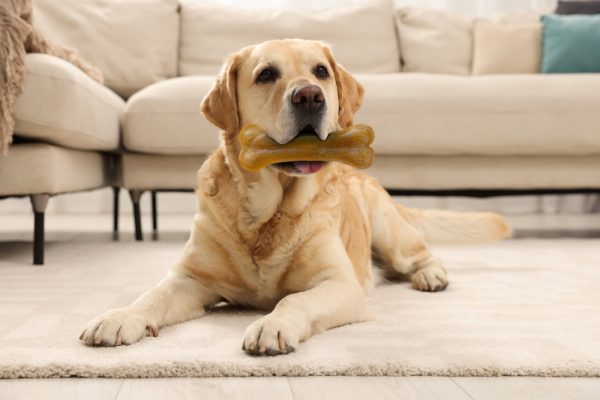 Golden Retriever holding a chew