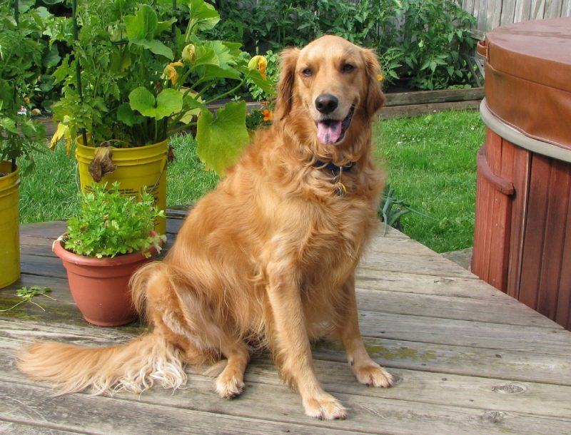 Golden Retriever sitting on the backyard