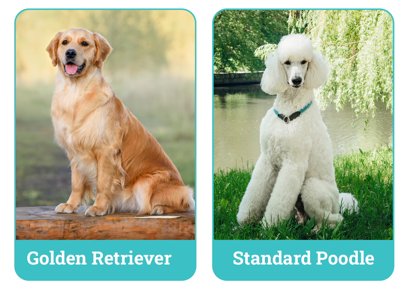 Golden Retriever vs Standard Poodle