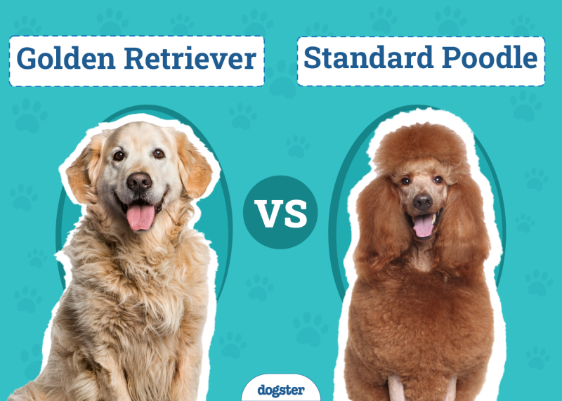 Golden Retriever vs Standard Poodle