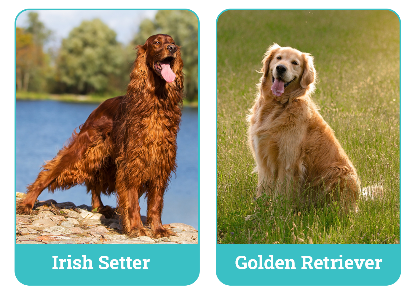 Irish Setter vs Golden Retriever