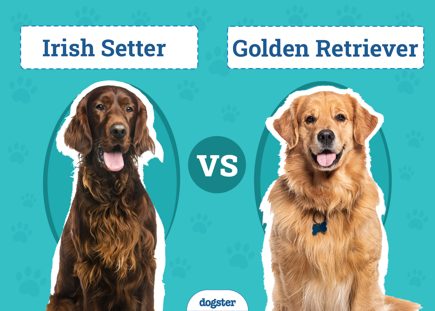 Irish Setter vs Golden Retriever
