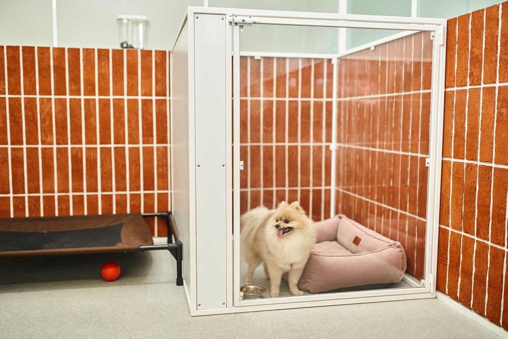Pomeranian in an indoor dog kennel