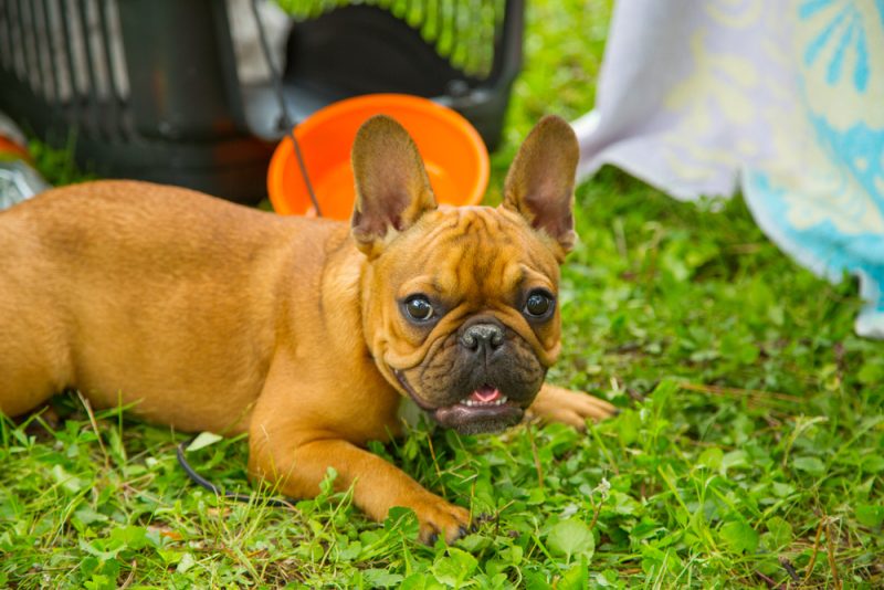 Red-fawn-french-bulldog