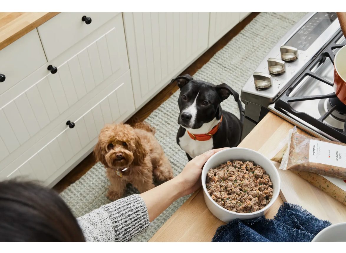 10 Best Dog Foods for Maltipoo Puppies in 2024 Reviews & Top Picks