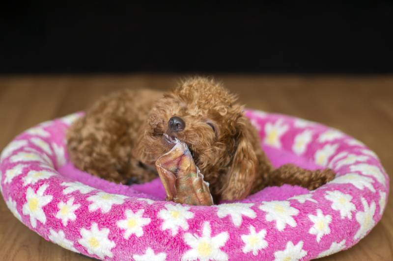 Toy Poodle dog chewing dehydrated Pig ear on bed