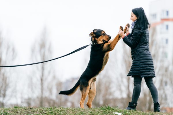 Young girl playing with her dog on a leash