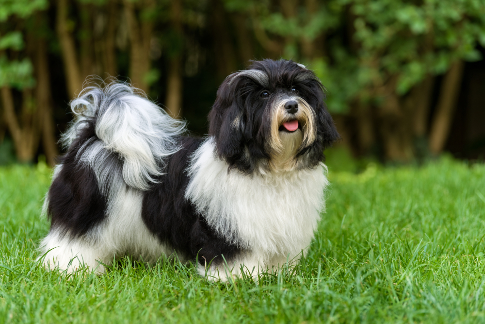 black and white havanese puppy dog is standing in the grass