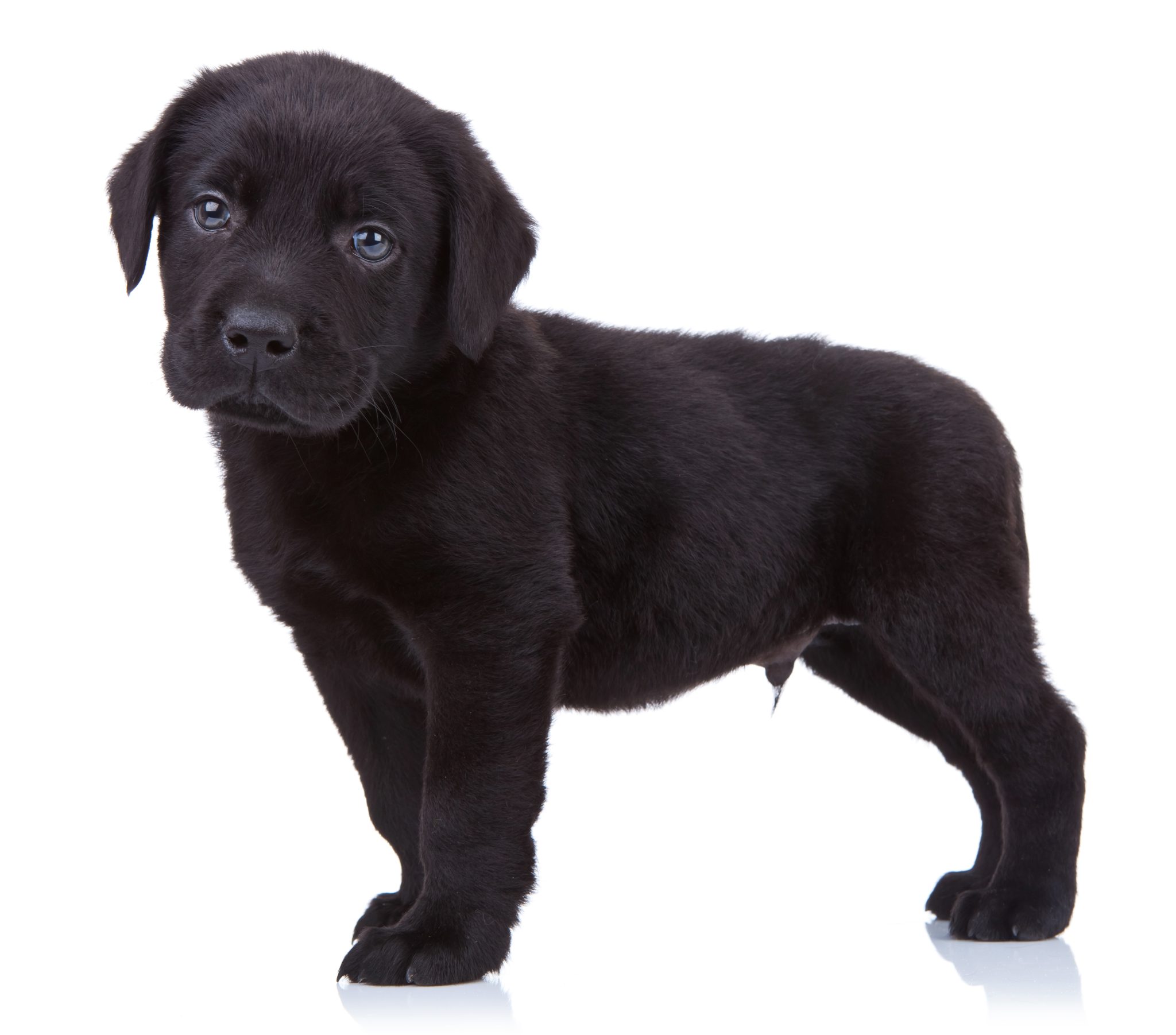 Black Labrador Retriever Dog Breed: Info, Pictures, Origin & History ...