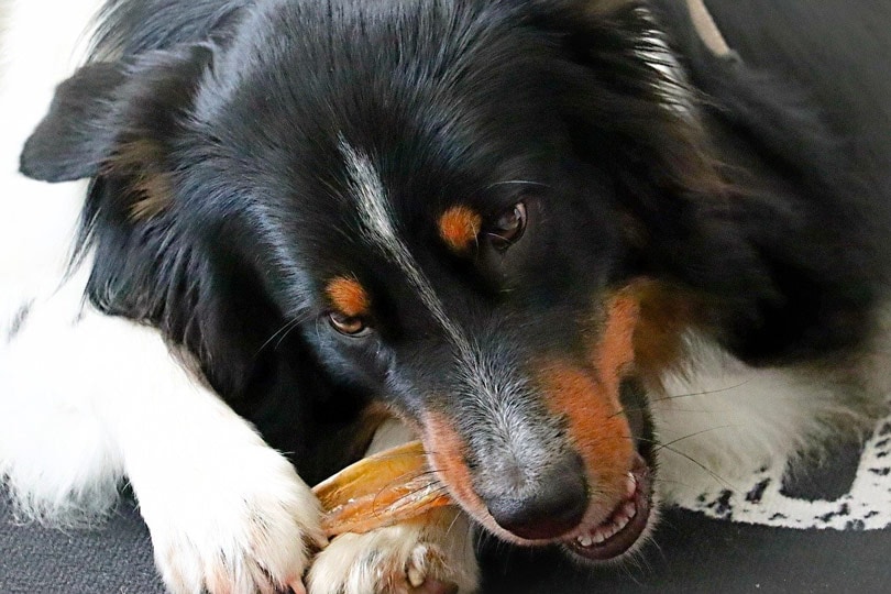 black & white Australian Shepherd chewing on a dog bone