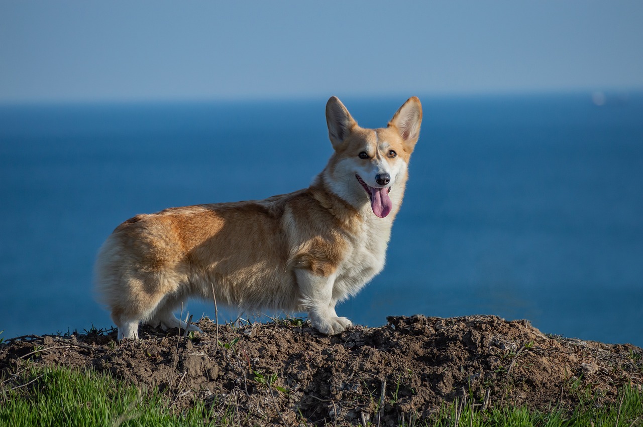 corgi standing by the beach