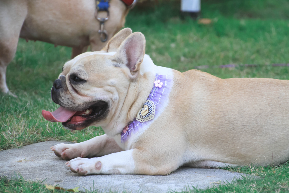 cream french bulldog with cute collar laying outdoors