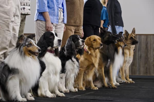 group of dogs at obedience training class