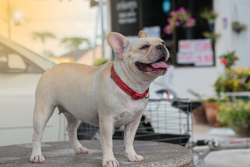 female cream french bulldog with red collar