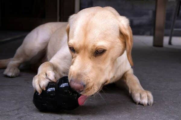 labrador dog licking kong treat dispensing toy