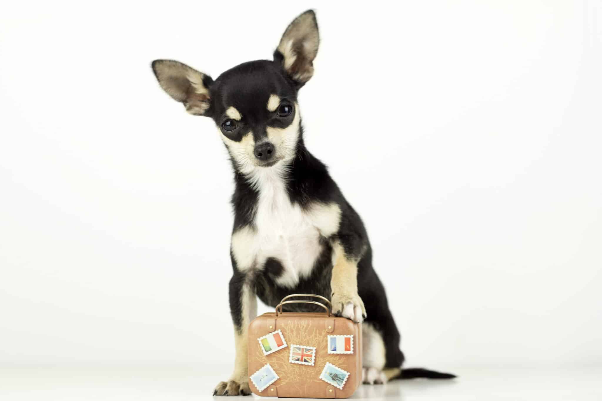 What Are Pet Transportation Services? Dogster