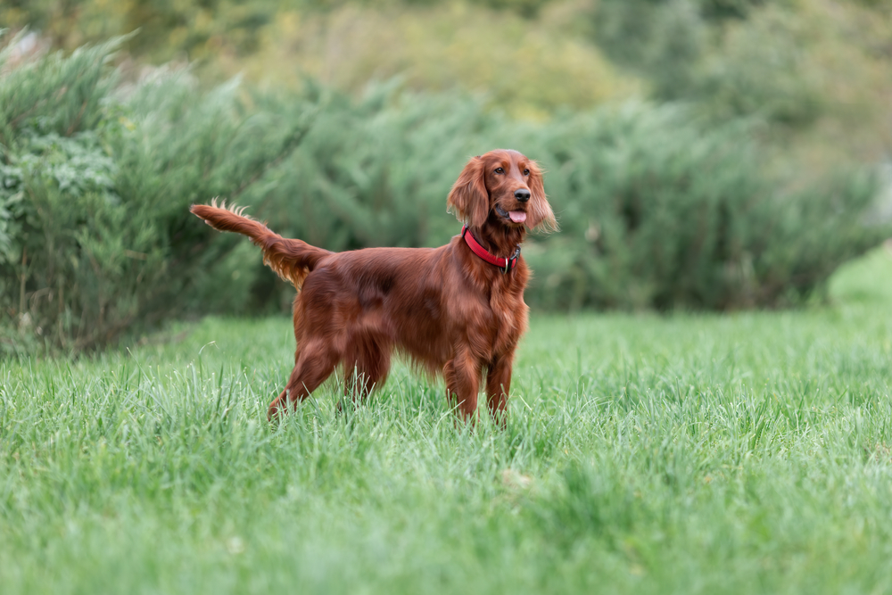 red irish setter standing on grass