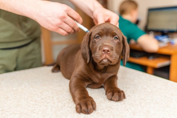 Cute labrador puppy dog getting a vaccine at the veterinary doctor