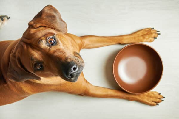 dog sitting at empty food bowl
