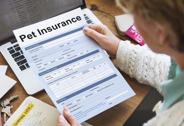 10 Best Pet Insurance Providers for French Bulldogs in 2025 Reviews & Comparisons Dogster