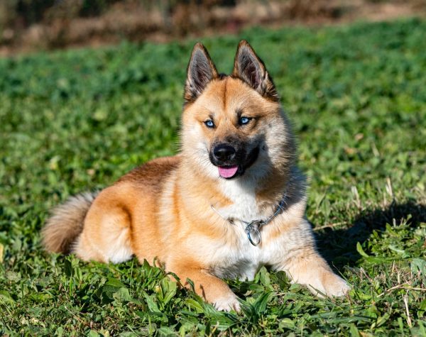 young pomsky outdoor