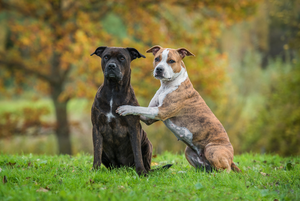 American Staffordshire Terrier