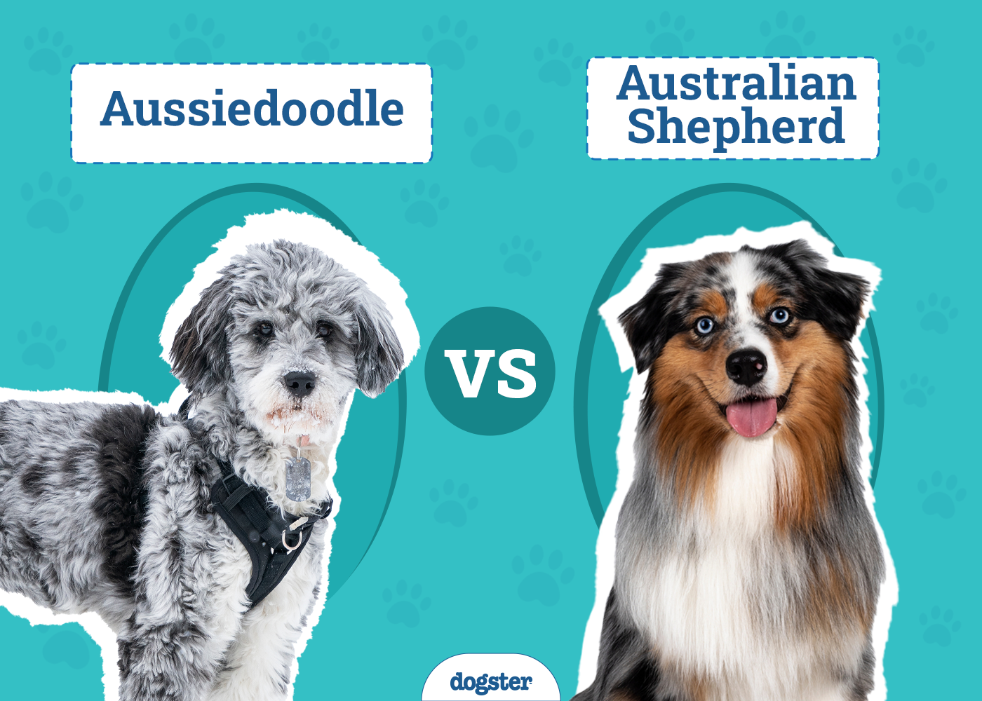 Aussiedoodle vs Australian Shepherd