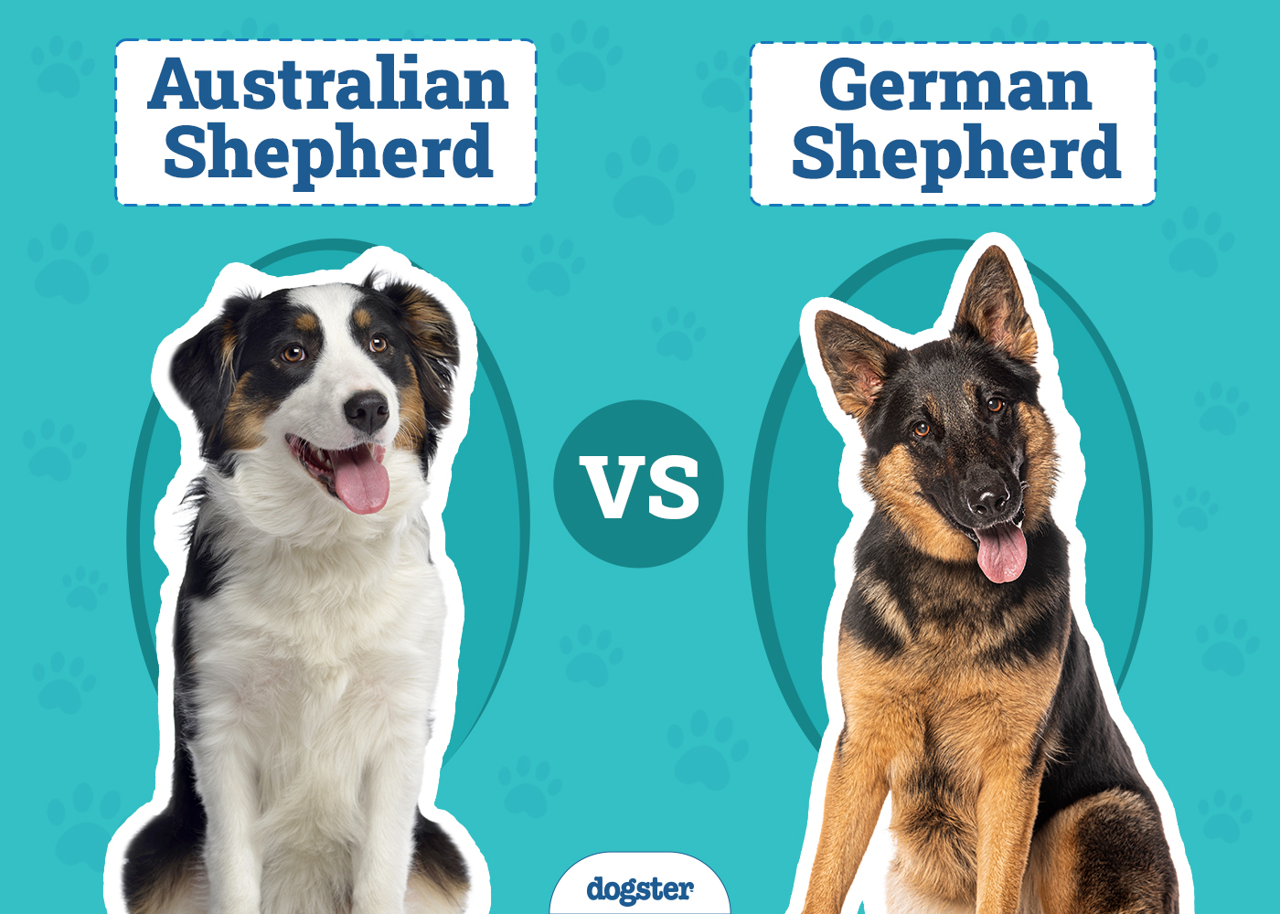 Australian Shepherd vs German Shepherd