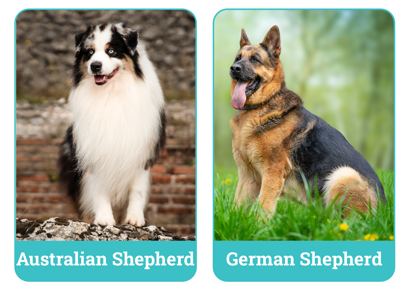 Australian Shepherd vs German Shepherd