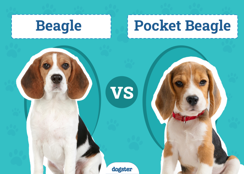 Beagle vs Pocket Beagle
