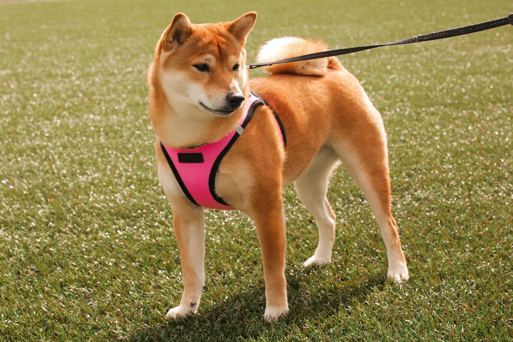 Beautiful Shiba Inu dog in a pink harness
