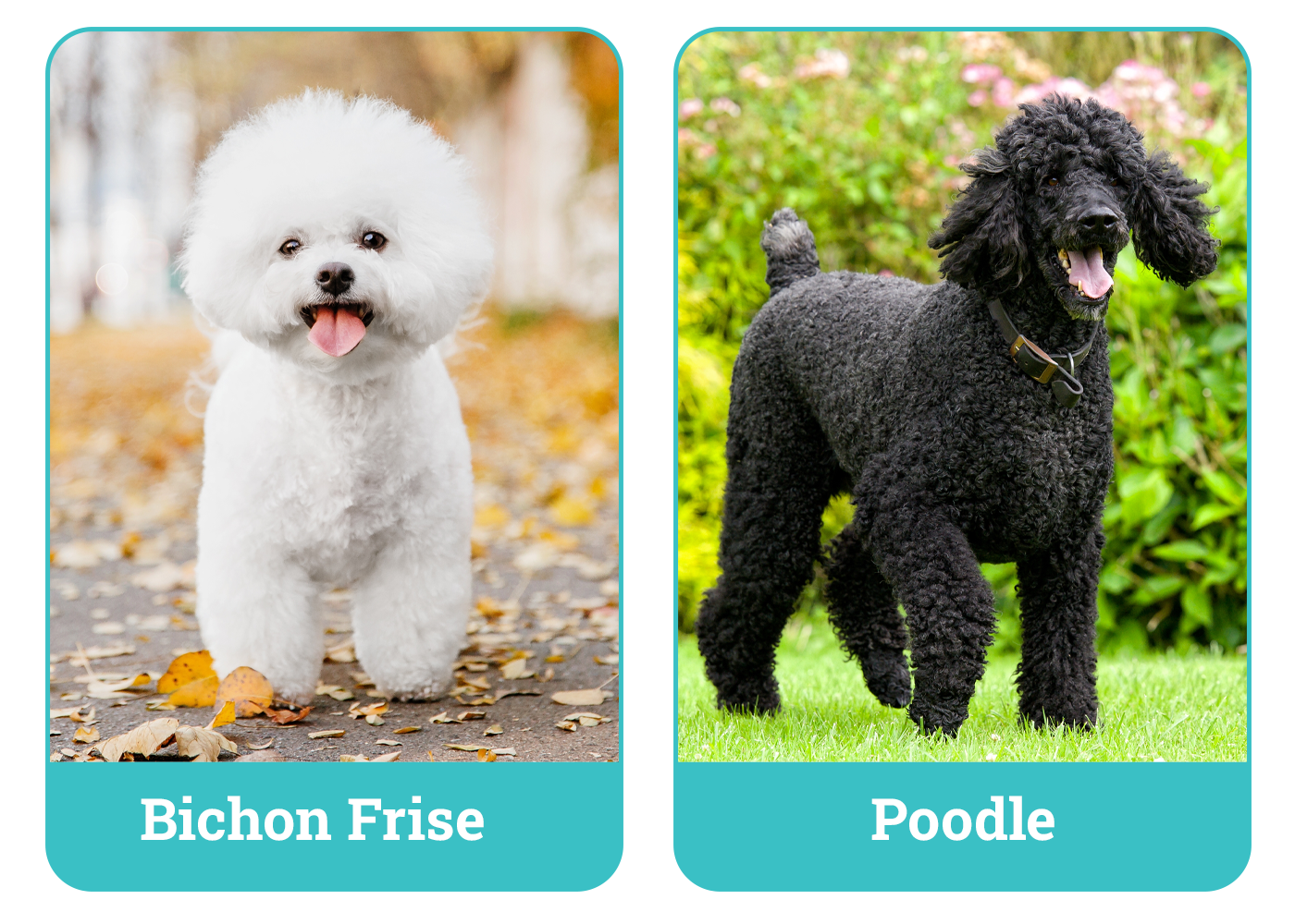 Bichon Frise vs Poodle