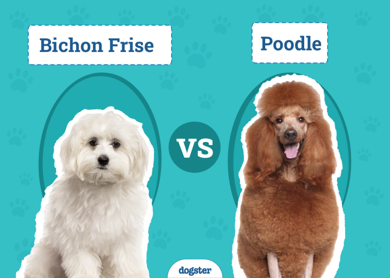 Bichon Frise vs Poodle