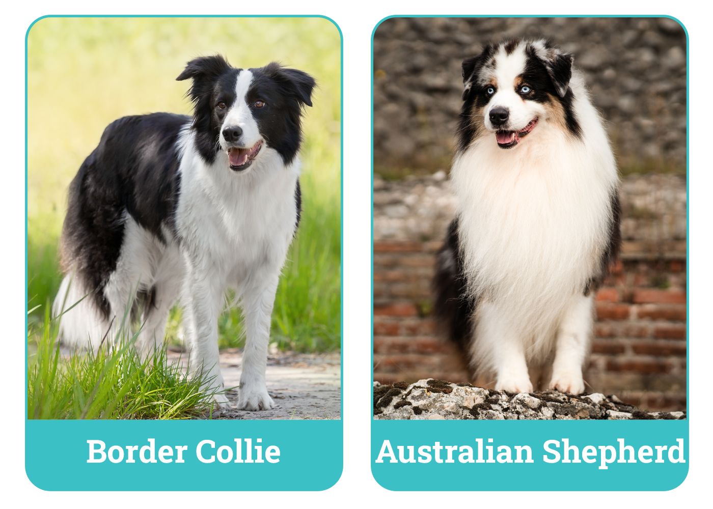Border Collie vs Australian Shepherd The Differences (With Pictures) Dogster